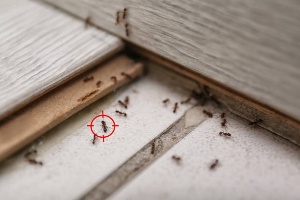 Best Best Pest Control Companies  in Albany, LA