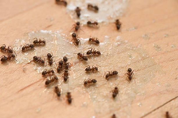 Best Pest Control Near Me  in Albany, LA