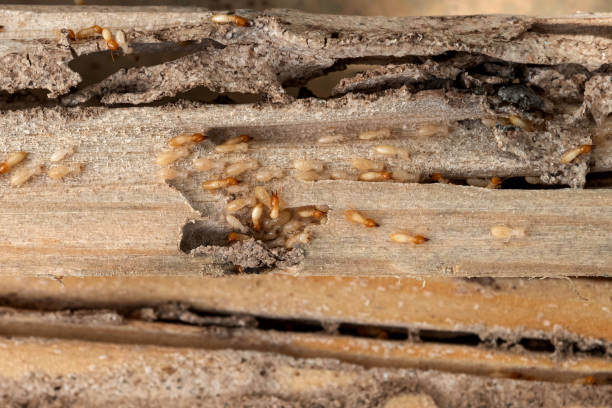 Best Wasp Removal Services  in Albany, LA
