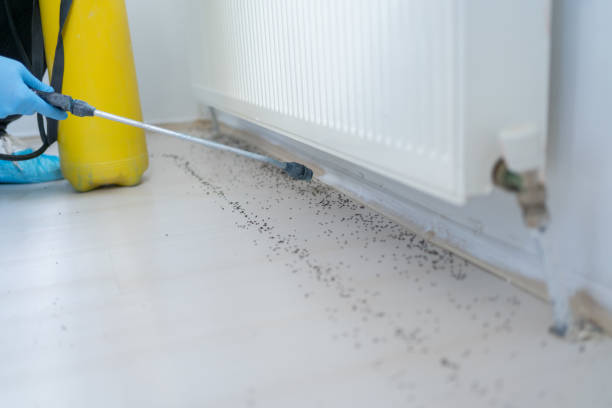 Best Insect Control  in Albany, LA